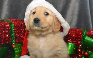 Bringing Happiness Home: Ethically Bred Puppies Delivered with Ease by Florida Goldens