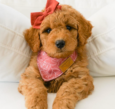 Tales of Tails: Heartwarming Stories of Families Who Found Furry Bliss with Florida Goldens