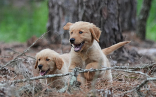 Furry Friends, Happy Hearts: How Owning a Dog Boosts Mental Wellness