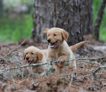 Furry Friends, Happy Hearts: How Owning a Dog Boosts Mental Wellness