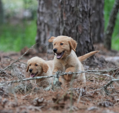 Furry Friends, Happy Hearts: How Owning a Dog Boosts Mental Wellness