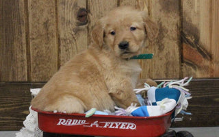 Florida Goldens: Pioneering Ethical Options in a Flawed Pet Industry