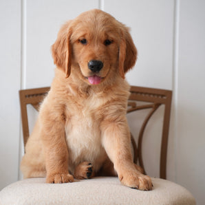 Arthur - AKC