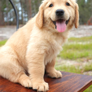Nala