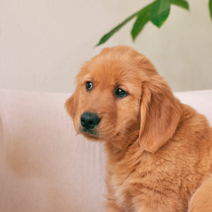 Nala