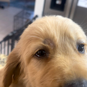 Milo