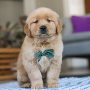 Cooper