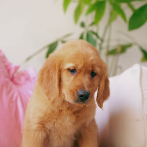 Nala