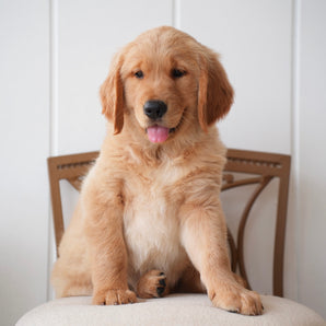 Arthur - AKC