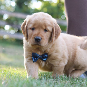 Charlie