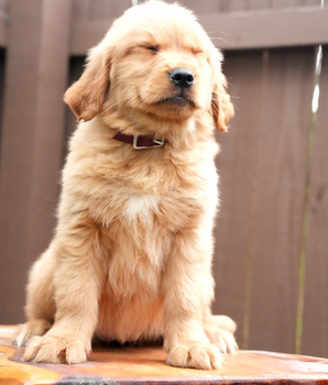 Marley