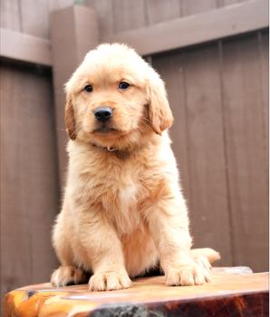 Marley